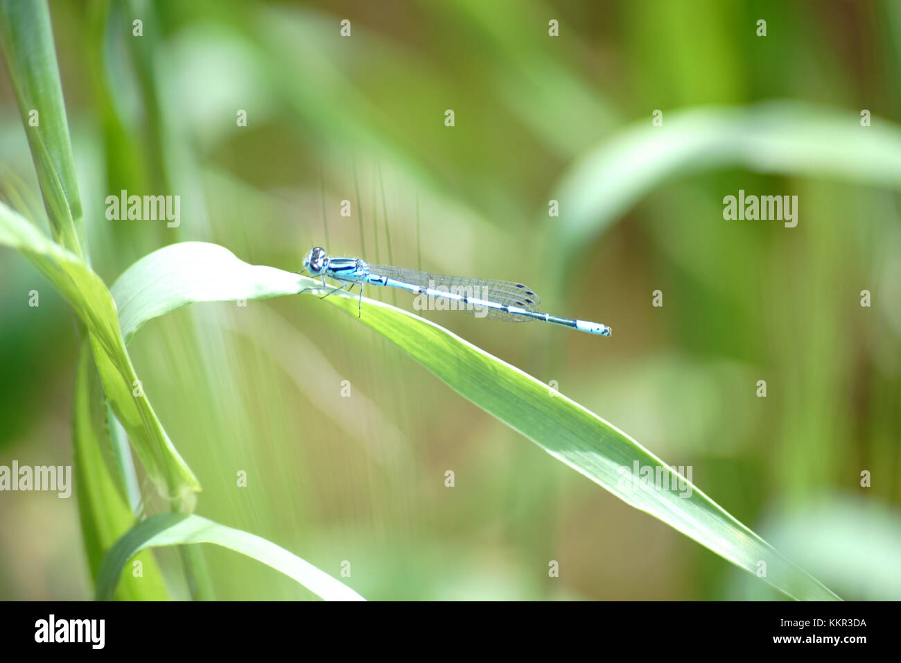 Close-up di una libellula blu, azure damselfly seduta sulla foglia di una pianta di cereale. Foto Stock