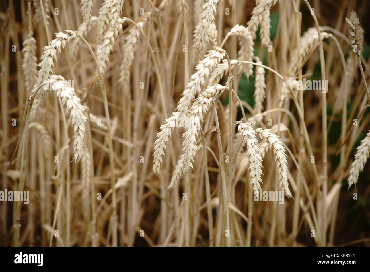 Il grano asciutto spighe di grano su un campo. Foto Stock