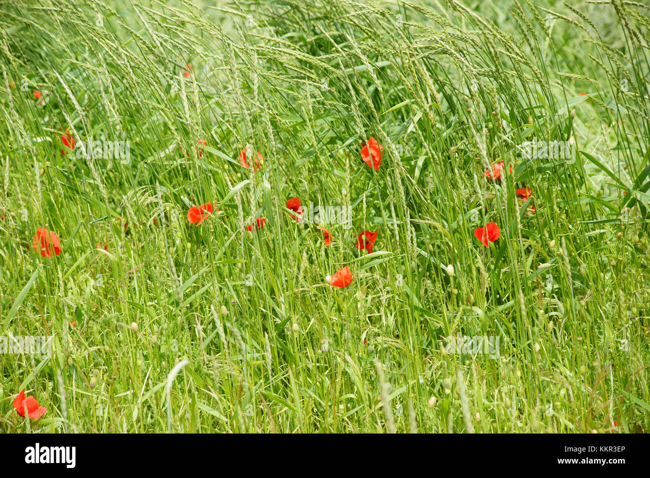 Unico luminoso e brillante fiore di papavero sul bordo di un campo, nel bel mezzo dell'erba. Foto Stock