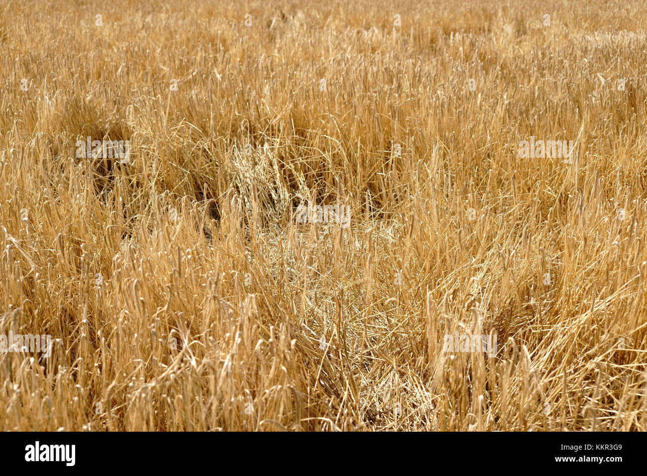 Un maturo campo di grano con una superficie di gambi piegati. Foto Stock