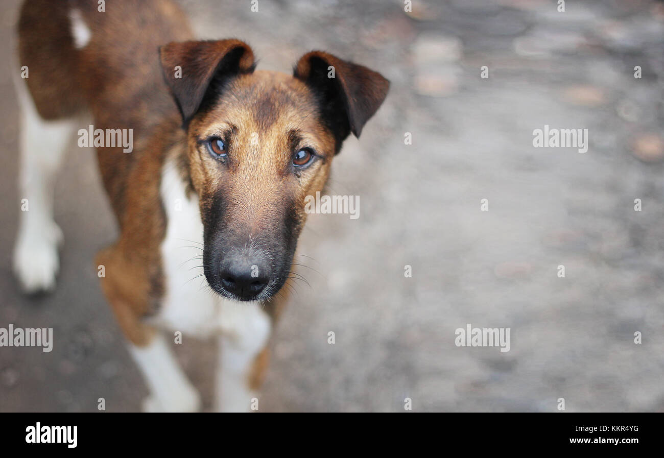 Il cane guarda la telecamera Foto stock - Alamy