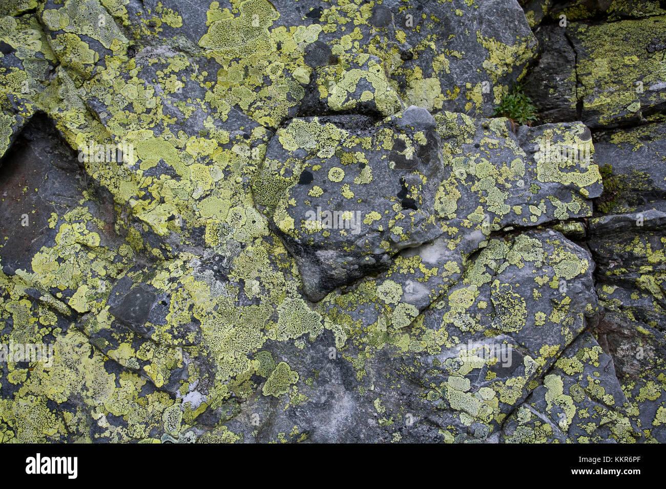 Muschi e licheni su una roccia di montagna, Hohe Tauern, Carinzia, Tirolo orientale, Austria Foto Stock