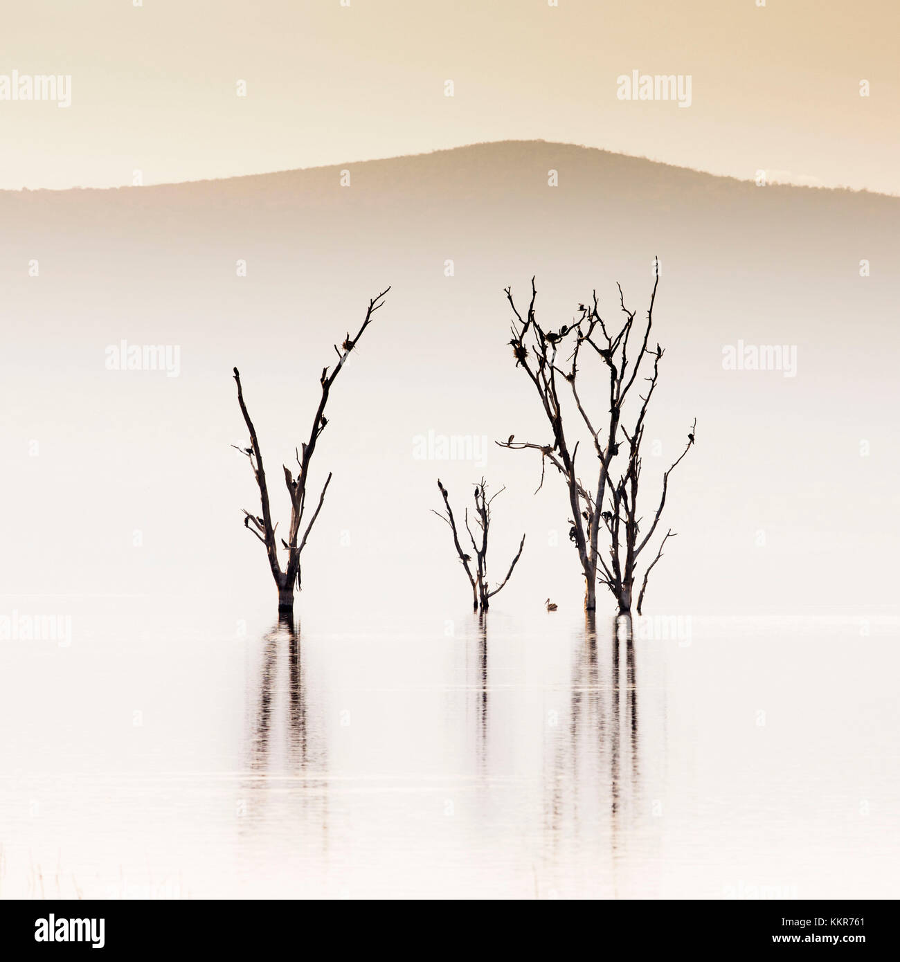 Lake Nakuru, Kenya, a sunrise. L'allagato alberi pattern, a causa del crescente delle pile alcaline acque del lago nel 2014, è stata rapidamente colonizzate da uccelli acquatici. Foto Stock