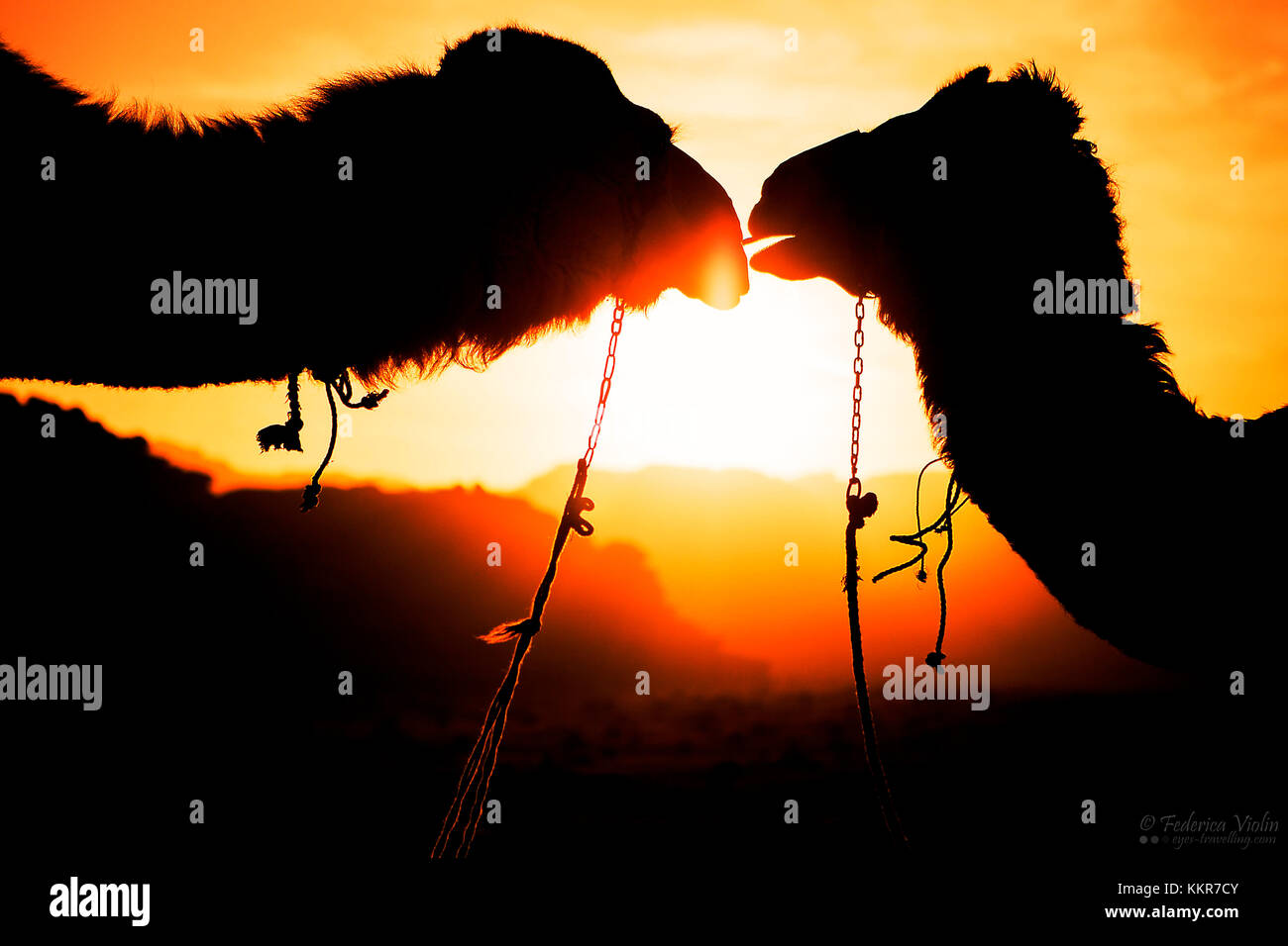 Due cammelli silhouette, Wadi Rum, Giordania Foto Stock