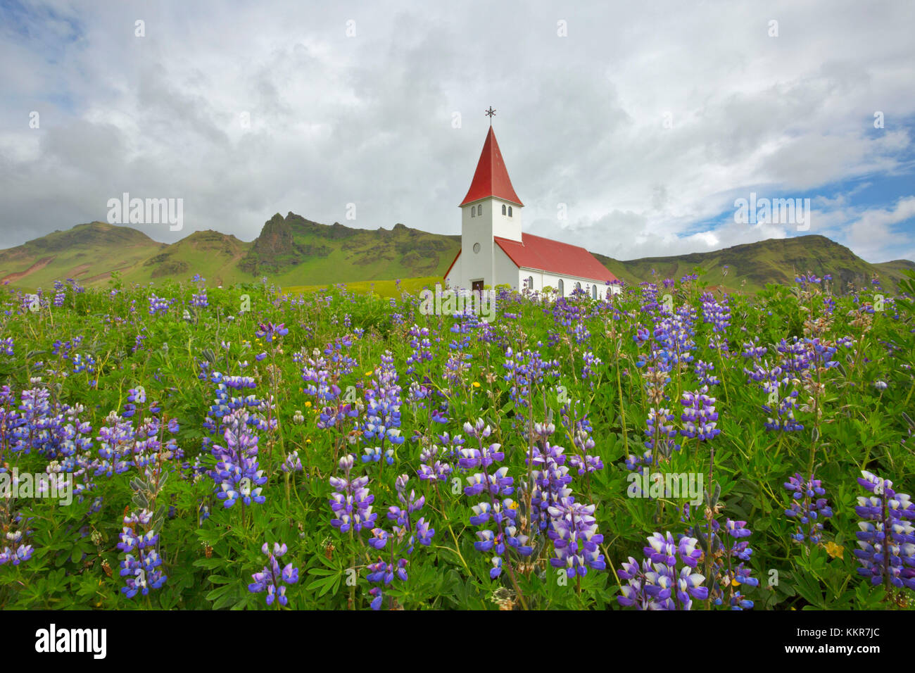 I campi di lupini in fiore nei pressi della chiesa di Vik, Vik mi Myrdal, Sud dell'Islanda, Sudurland, Islanda Foto Stock