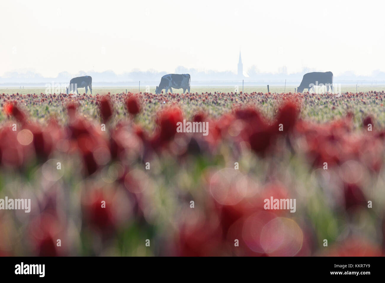 Le mucche in campagna incorniciata da campi di tulipani rossi berkmeer comune di koggenland Olanda settentrionale dei Paesi Bassi in Europa Foto Stock