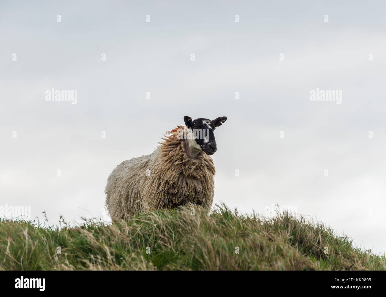 Un pascolo di ovini sulla collina. , Irlanda del Nord della Contea di Antrim, Bushmills, Regno Unito. Foto Stock