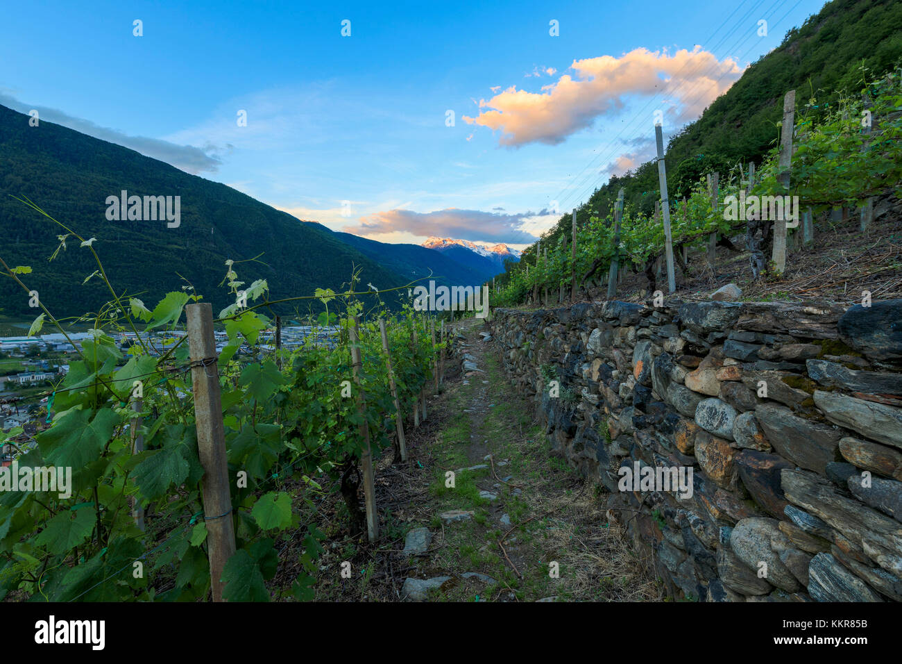 I vigneti terrazzati a sunrise, Tirano, provincia di Sondrio, valtellina lombardia, italia, europa Foto Stock