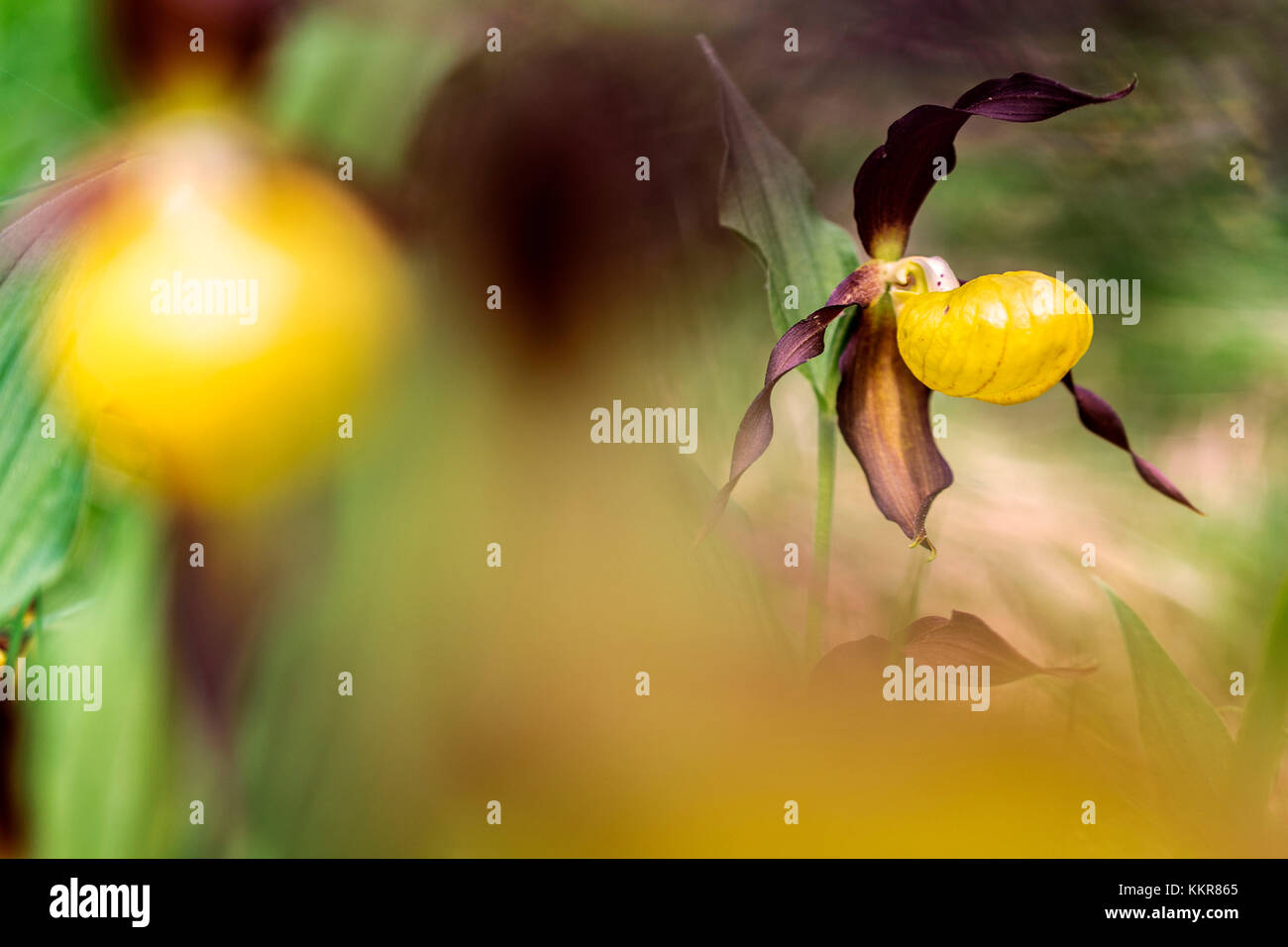 Cypripedium Calceolus nei primi mesi estivi. San Giacomo, Val Gardena, Alto Adige, Italia, Europa Foto Stock
