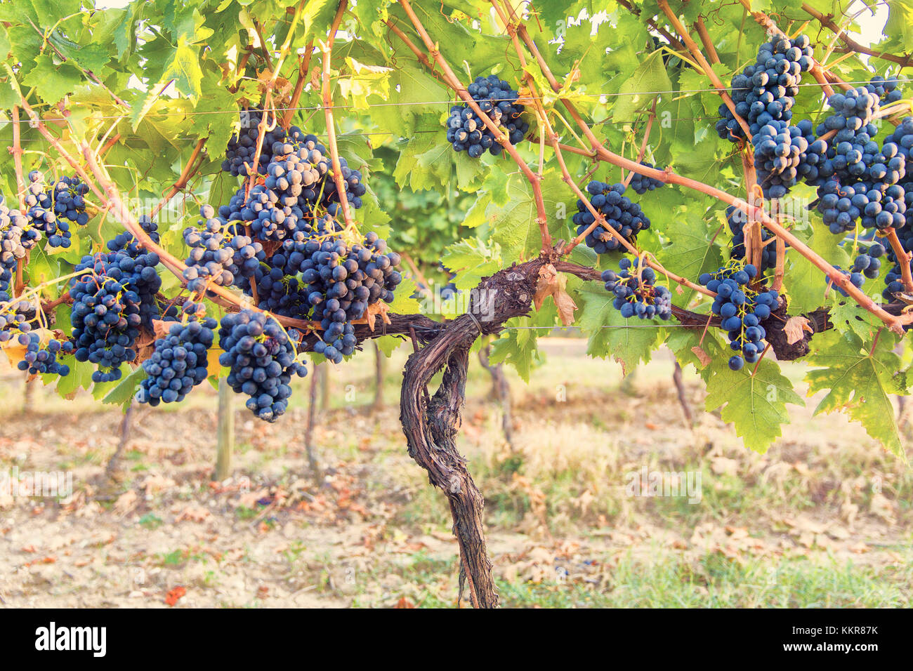 L'Europa, Italia, Umbria Comprensorio di Perugia, Montefalco. Vitigno in autunno Foto Stock
