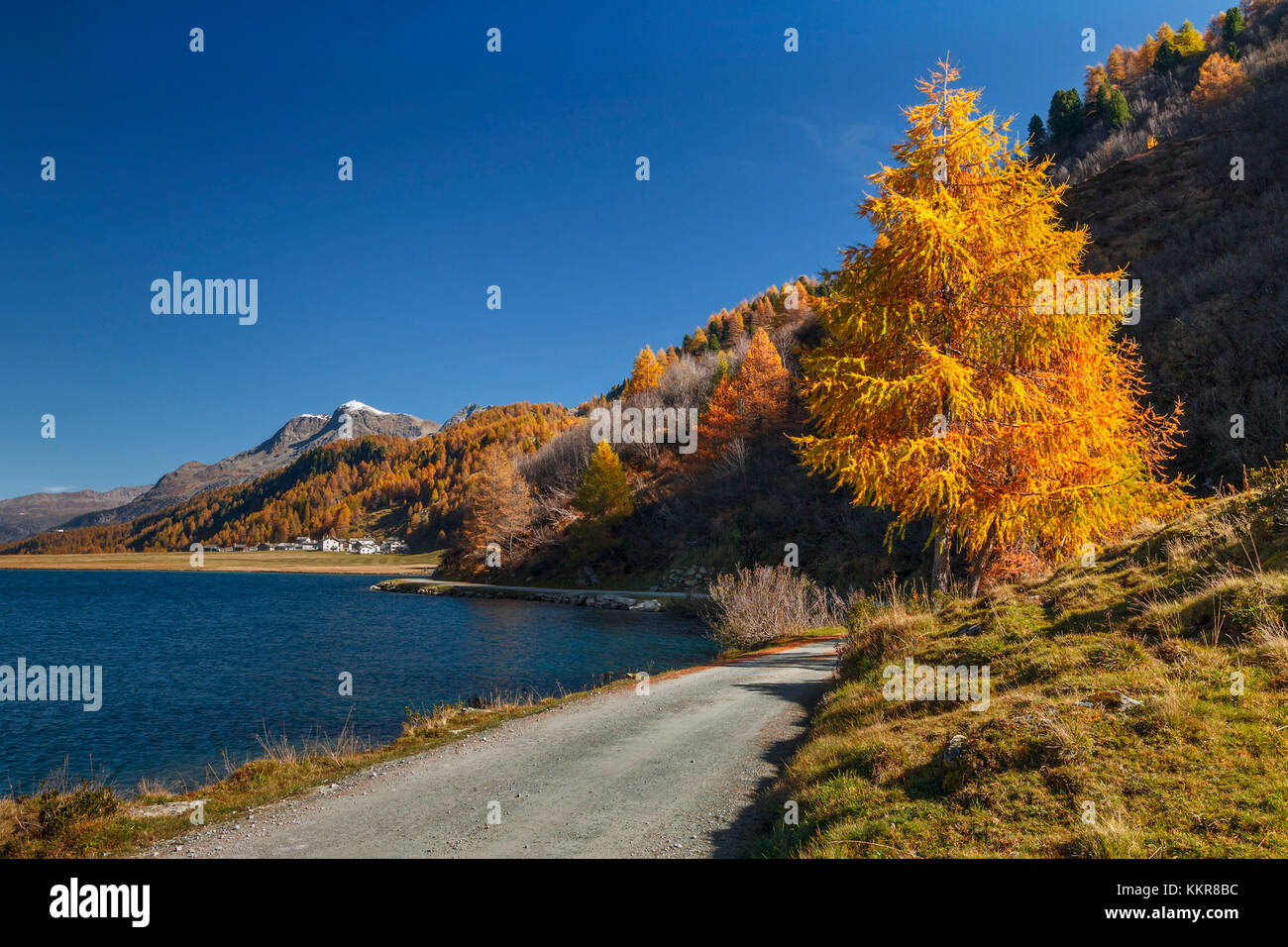 Tempo di autunno il larice, il lago di Sils, Engadina nel cantone dei Grigioni, Svizzera, Europa Foto Stock