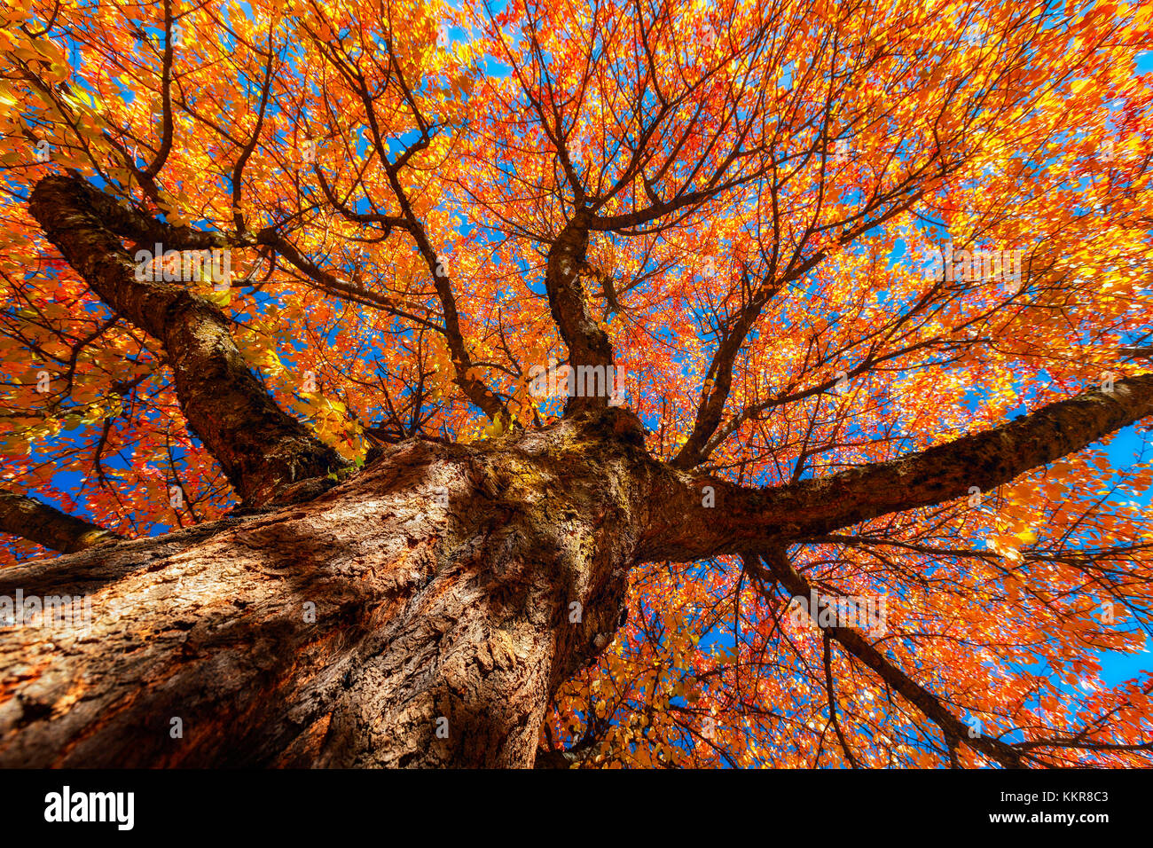 La ciliegia in autunno, in val di funes, la provincia di Bolzano, Alto Adige regione trentino alto adige, italia, europa Foto Stock