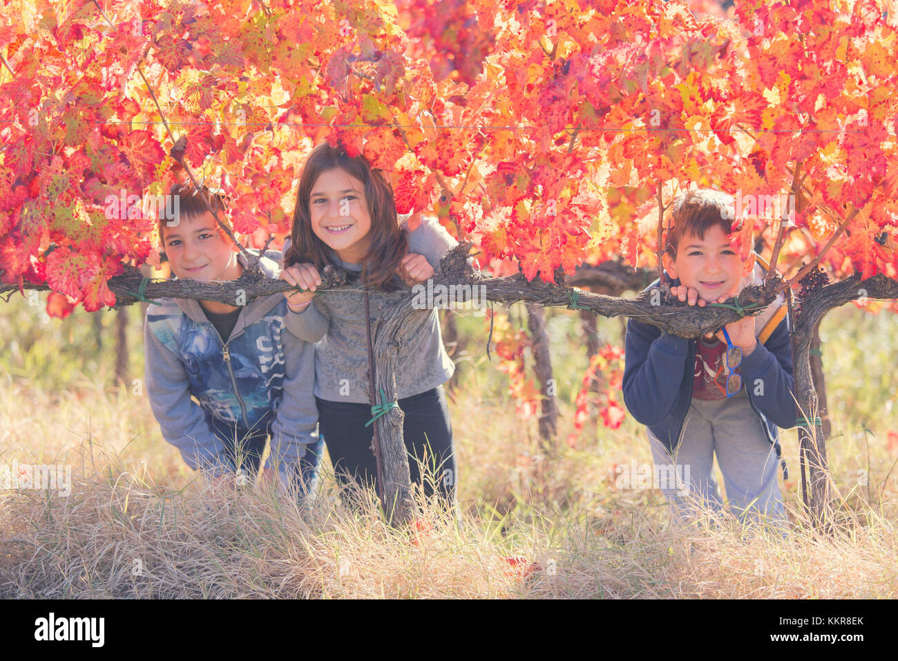 L'Europa, Italia, Umbria Comprensorio di Perugia, Montefalco. Bambini che giocano in una vigna. Foto Stock