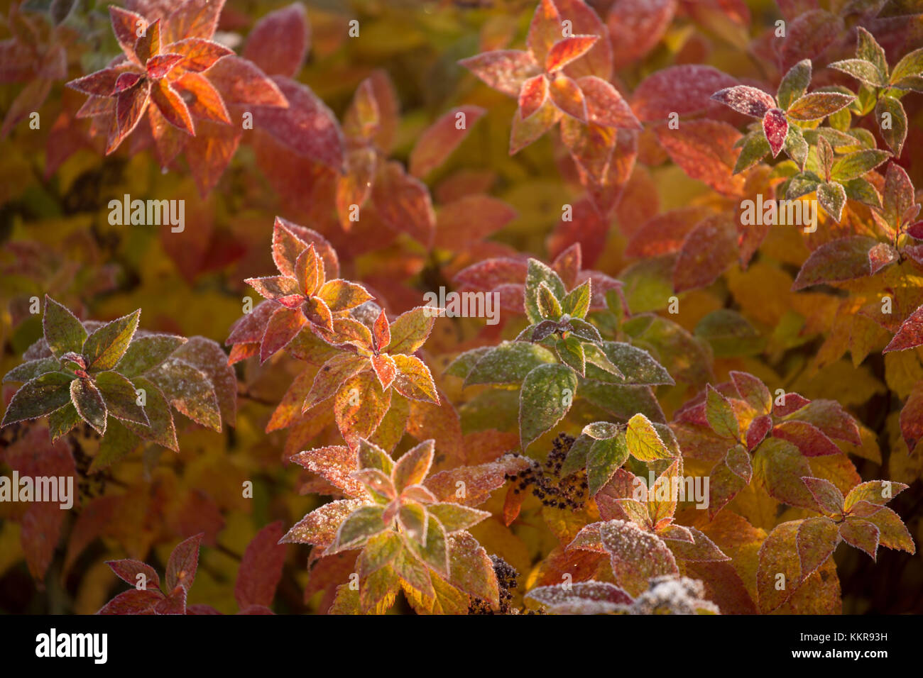 Trasformata per forte gradiente gelo su una il rosso e il verde delle foglie Foto Stock