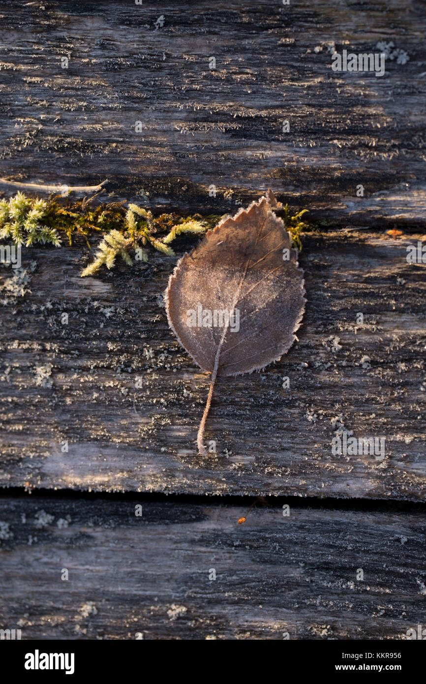 Primo piano di foglie congelate in presenza di luce solare, mossed Sfondo legno Foto Stock