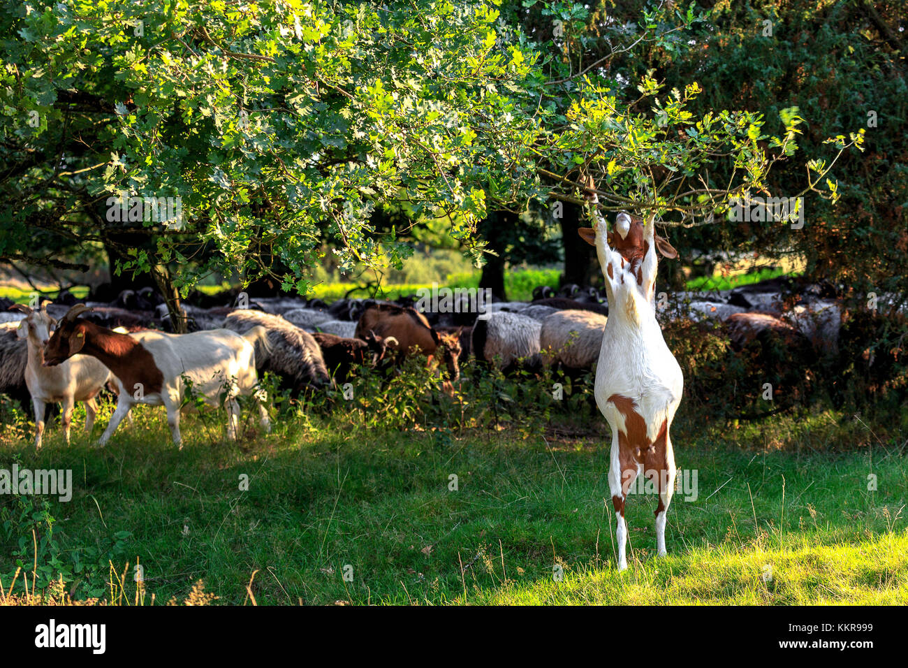 Una capra in luneburg heather cerca di foglie verdi per alimenti Foto Stock