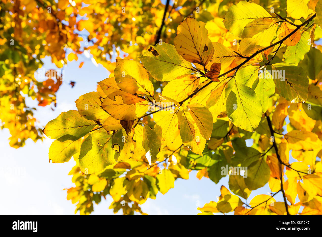 Frisia orientale o Frisia orientale è una regione costiera a nord ovest di lo stato federale tedesco della Bassa Sassonia. È la sezione centrale della Frisia tra West Frisia nei Paesi Bassi e Nord Frisia in Schleswig-Holstein. Ci sono 465.000 le persone che vivono in una zona di 3,144.26 chilometri quadrati. Foto Stock