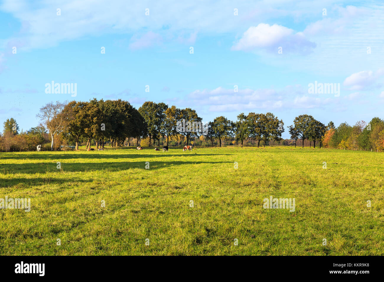 Frisia orientale o Frisia orientale è una regione costiera a nord ovest di lo stato federale tedesco della Bassa Sassonia. È la sezione centrale della Frisia tra West Frisia nei Paesi Bassi e Nord Frisia in Schleswig-Holstein. Ci sono 465.000 le persone che vivono in una zona di 3,144.26 chilometri quadrati. Foto Stock