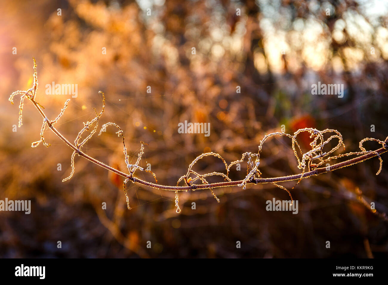 Frisia orientale o Frisia orientale è una regione costiera a nord ovest di lo stato federale tedesco della Bassa Sassonia. È la sezione centrale della Frisia tra West Frisia nei Paesi Bassi e Nord Frisia in Schleswig-Holstein. Ci sono 465.000 le persone che vivono in una zona di 3,144.26 chilometri quadrati. Foto Stock