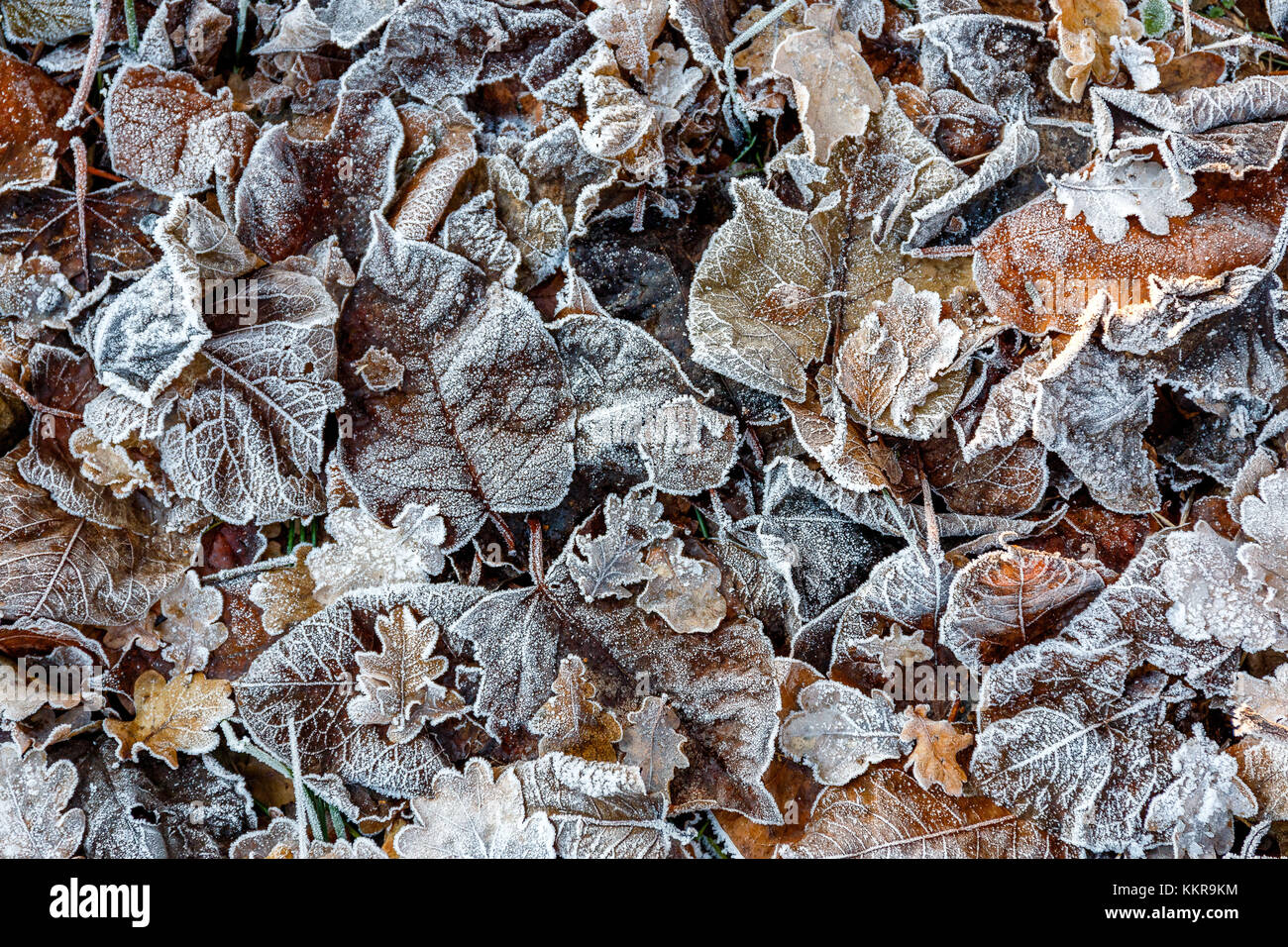 Frisia orientale o Frisia orientale è una regione costiera a nord ovest di lo stato federale tedesco della Bassa Sassonia. È la sezione centrale della Frisia tra West Frisia nei Paesi Bassi e Nord Frisia in Schleswig-Holstein. Ci sono 465.000 le persone che vivono in una zona di 3,144.26 chilometri quadrati. Foto Stock
