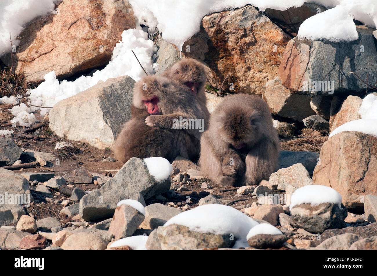 Macaque giapponese o neve giapponese monkey (Macaca fuscata), dormendo in famiglia, Giappone Foto Stock