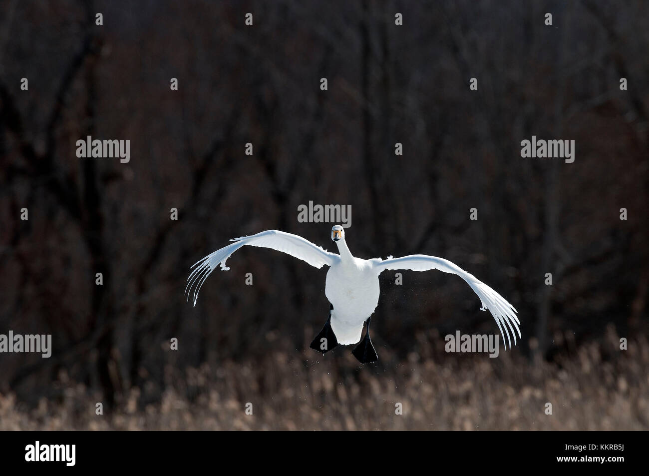 Whooper swan (Cygnus cygnus) battenti, Giappone Foto Stock