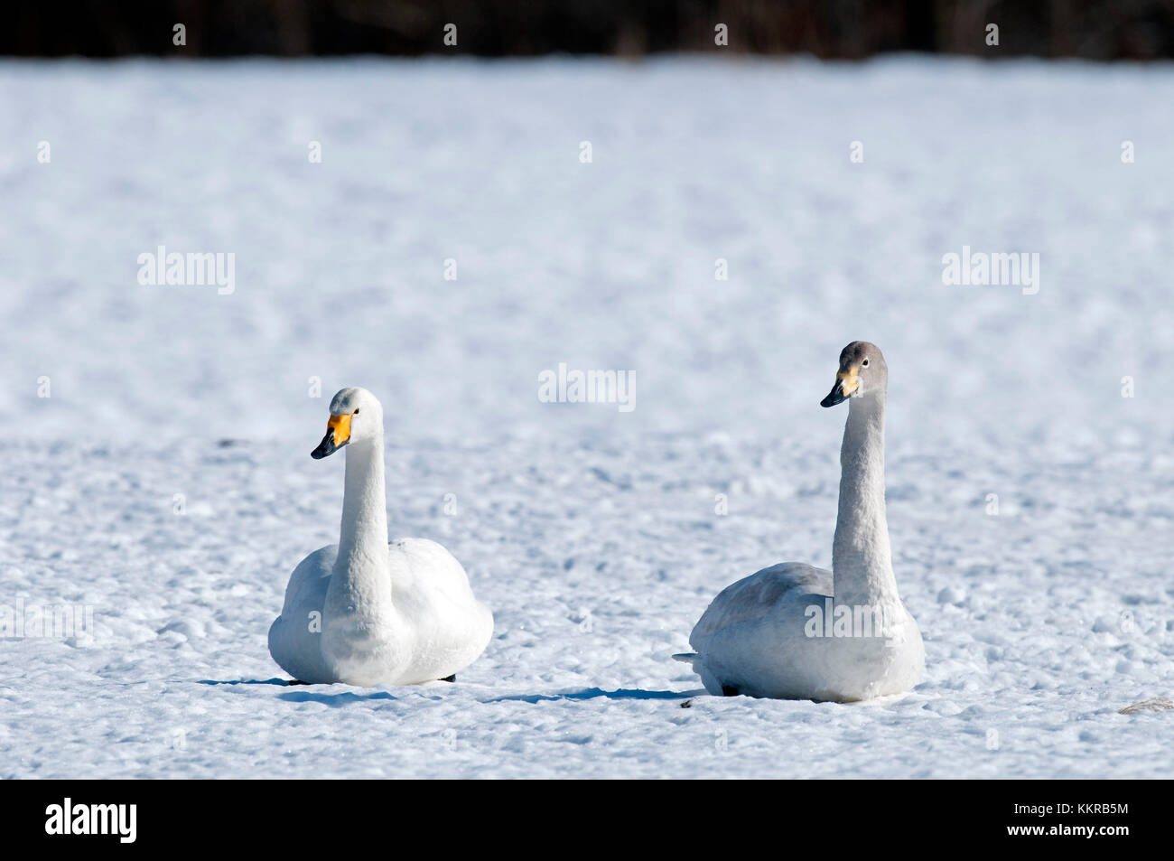 Whooper swan (cygnus cygnus), Giappone Foto Stock
