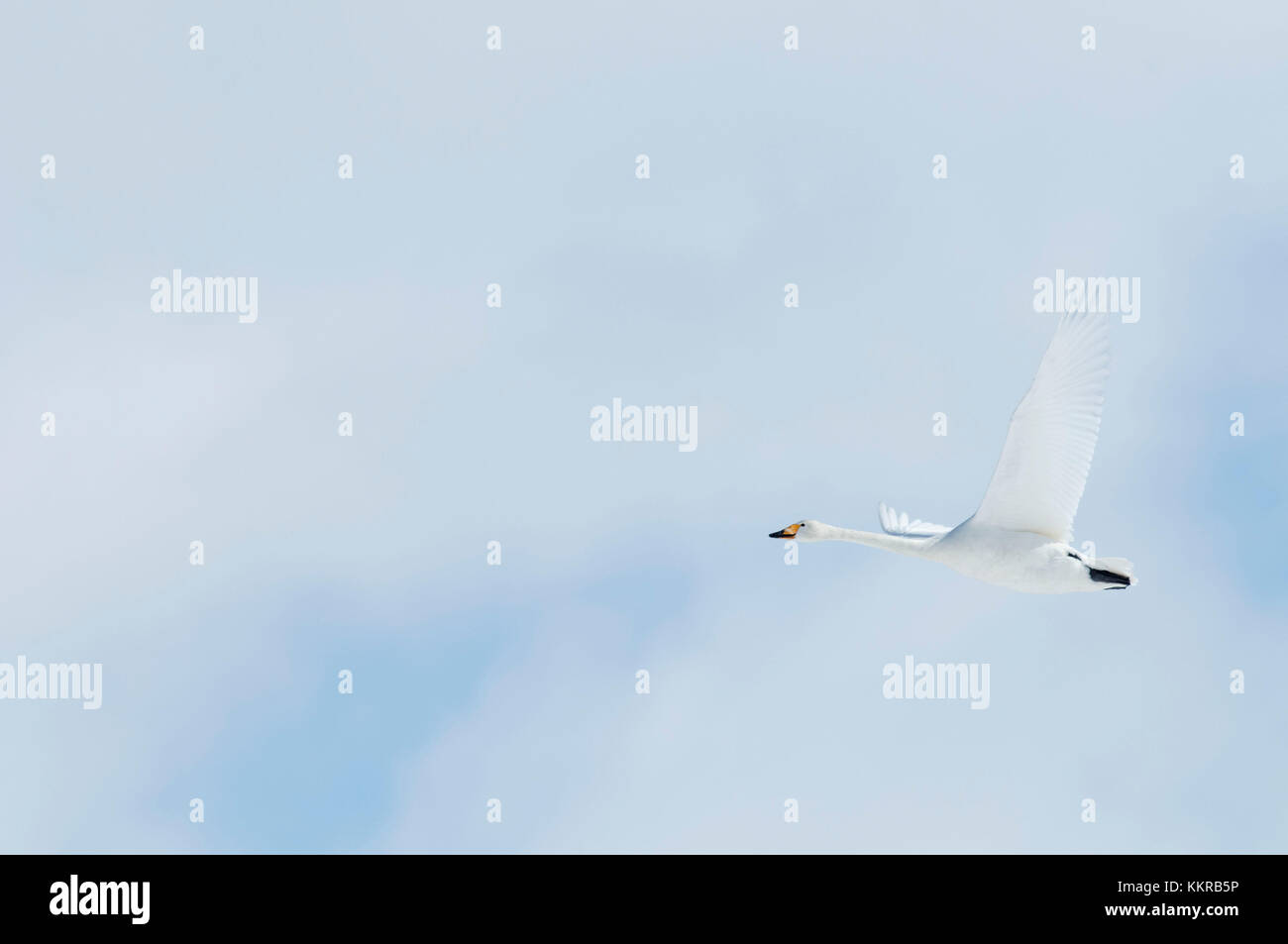 Whooper swan (Cygnus cygnus) battenti, Giappone Foto Stock