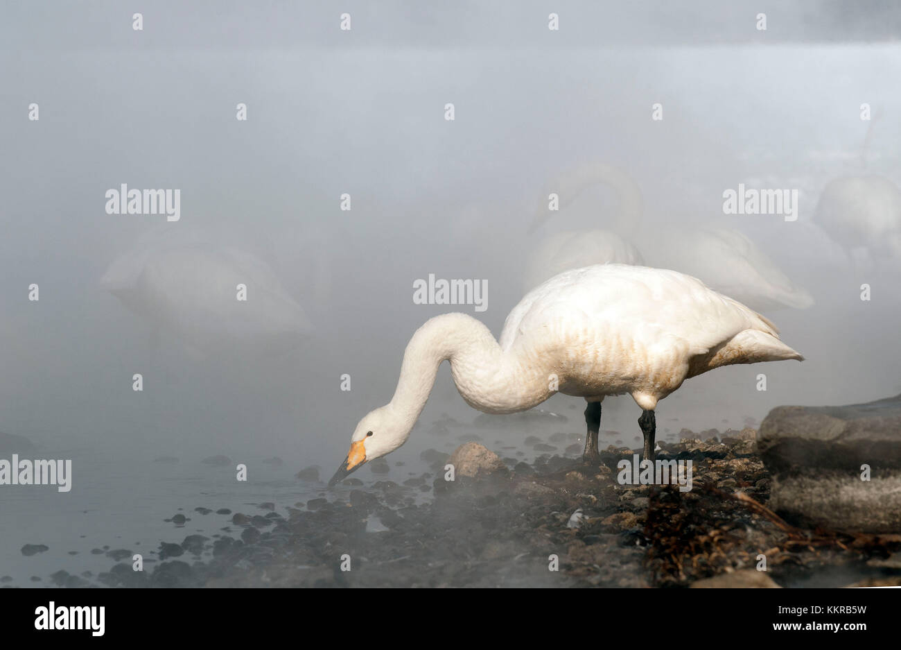 Whooper swan nella nebbia (Cygnus Cygnus), Giappone Foto Stock
