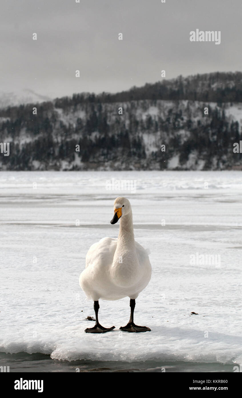 Whooper gironzolano sulla neve (cygnus cygnus), Giappone Foto Stock