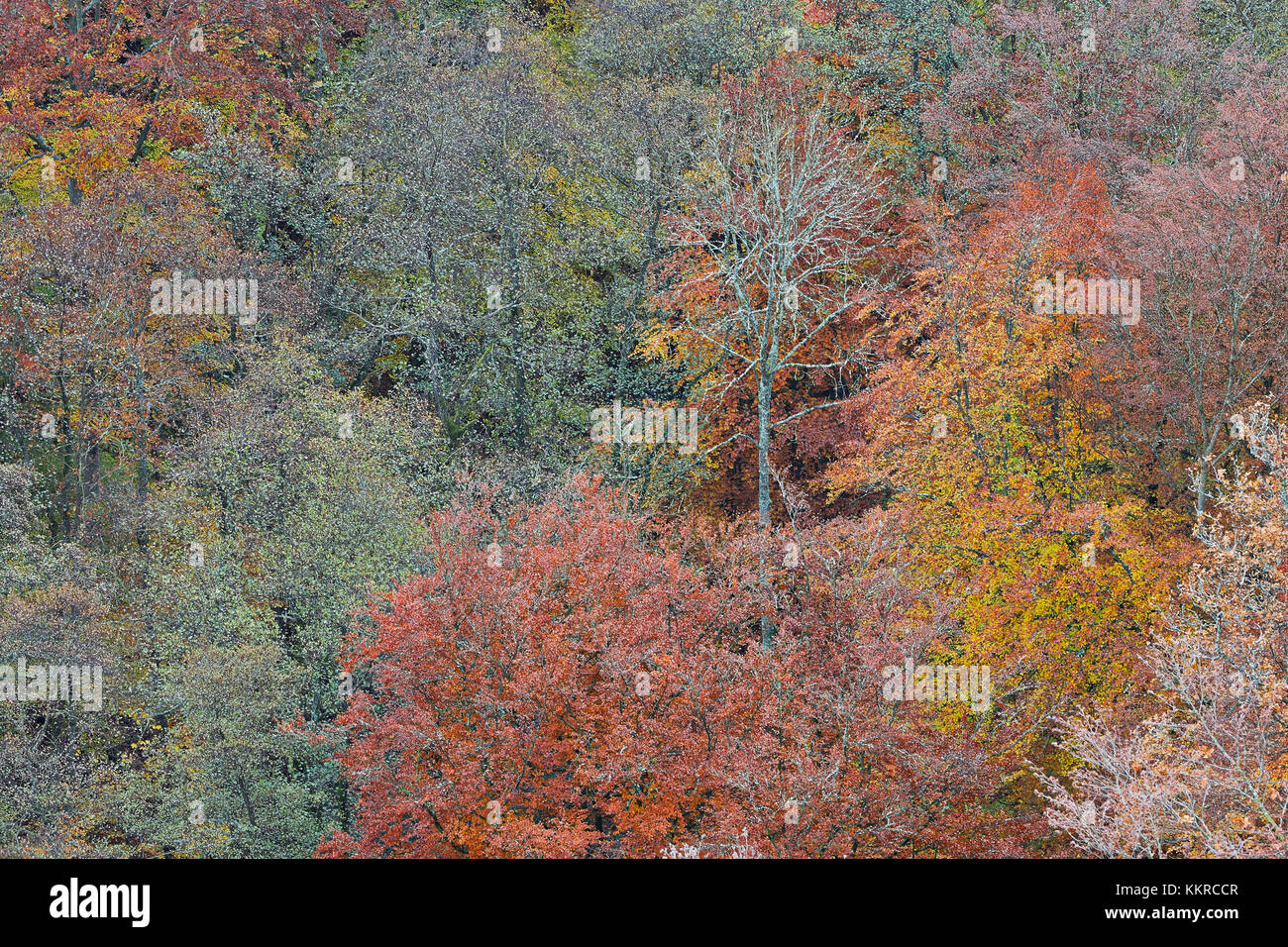 Foresta di latifoglie in autunno colori, Söderåsen national park, Skåne, Svezia Foto Stock