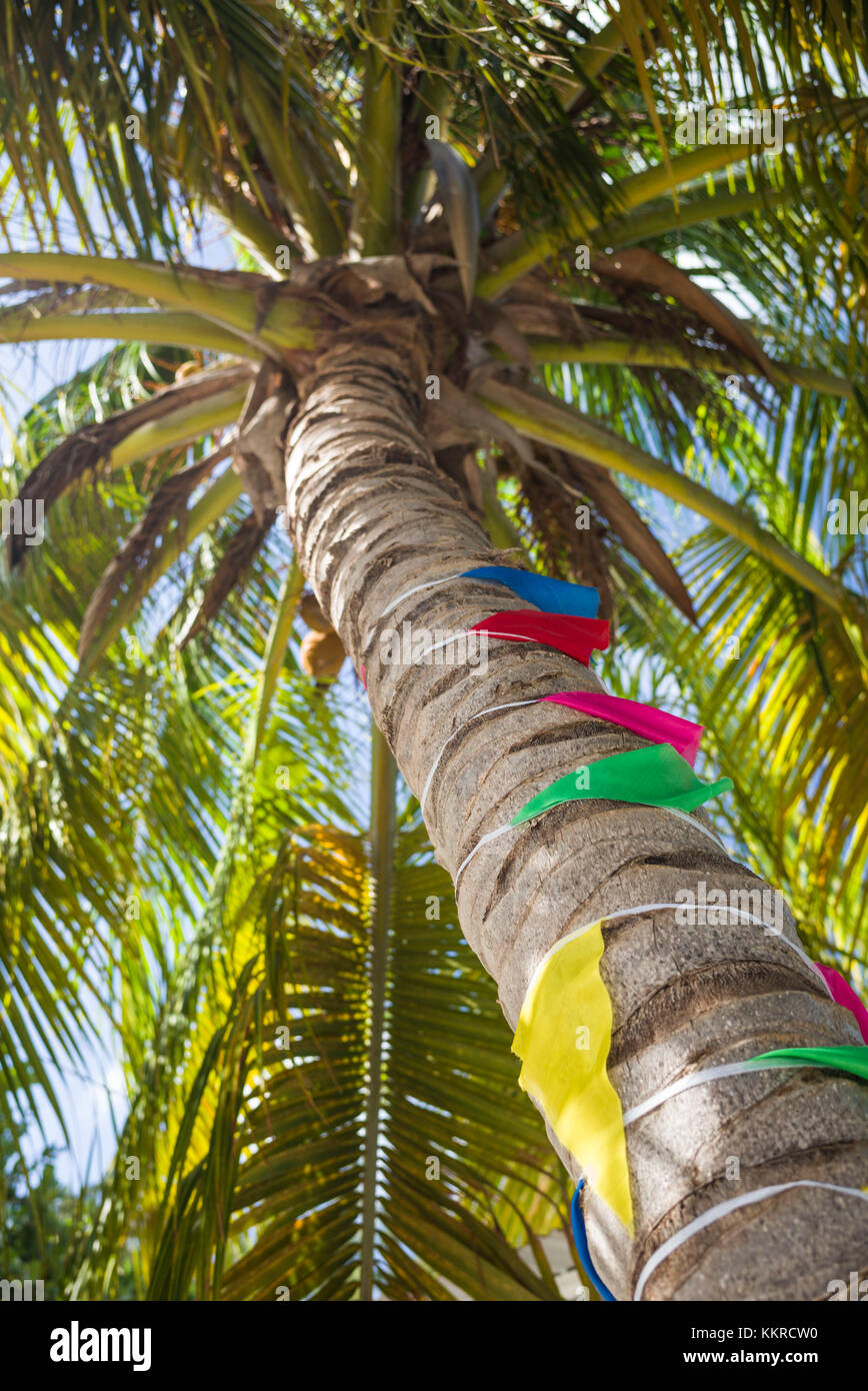 Isole Vergini britanniche, anegada, il punto di impostazione, Palm tree con bandiere Foto Stock