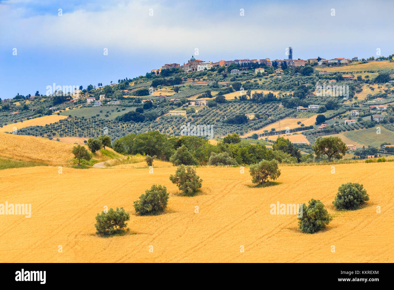 Il paese di Montepagano dalle colline coltivate a olive e grano. Abruzzo, Italia. Foto Stock