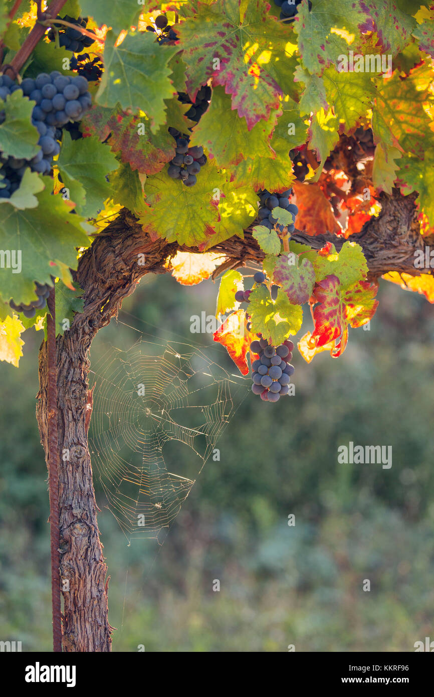 L'Europa, Italia, Umbria Comprensorio di Perugia, Montefalco. Vitigno in autunno Foto Stock