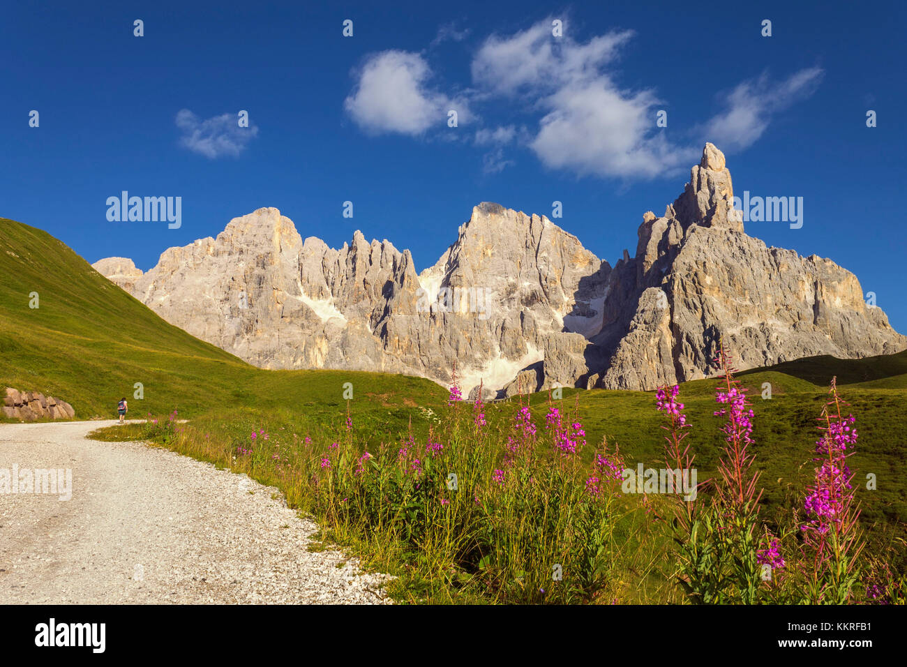 Fiori di Willowwib (Epilobium), Dolomiti di pale di San Martino, Passo delle Rolle, provincia di Trento, Trentino Alto Adige, Italia, Europa Foto Stock