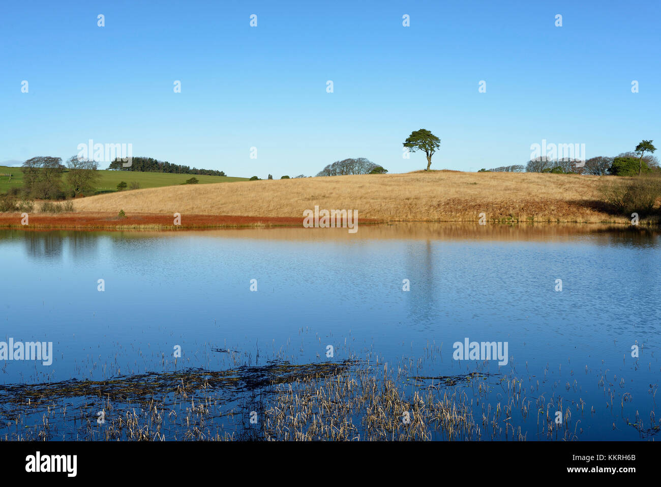 Waldegrave piscina con Lone Pine priddy mineries, Mendip Hills, somerset Foto Stock