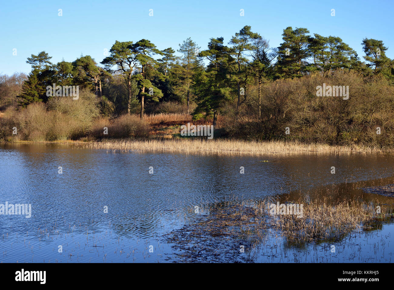 Waldegrave pool & pineta priddy mineries, Mendip Hills, somerset Foto Stock