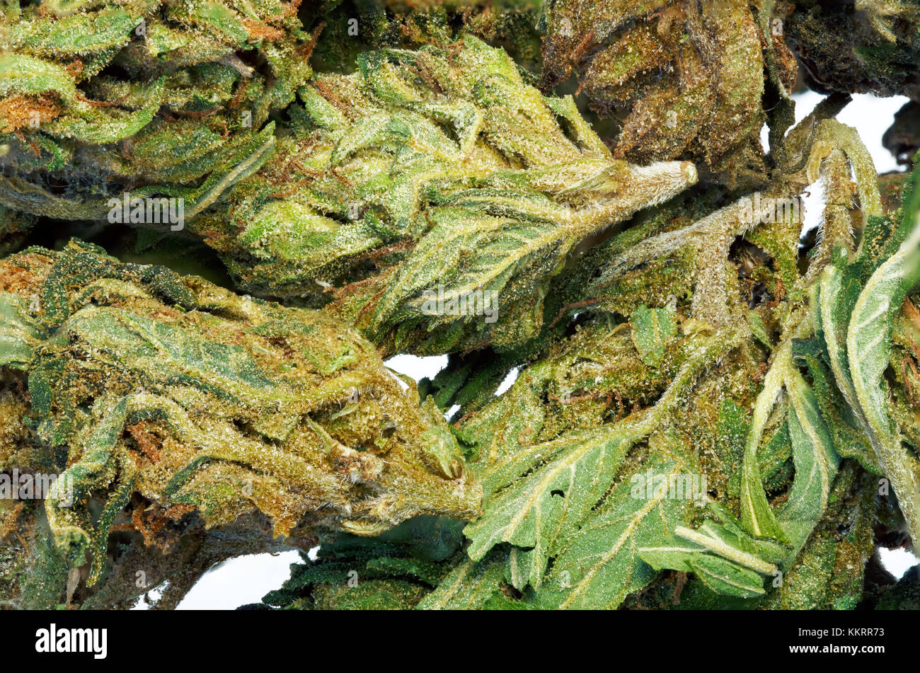 Macro astratta dettaglio della cannabis bud. Foto Stock