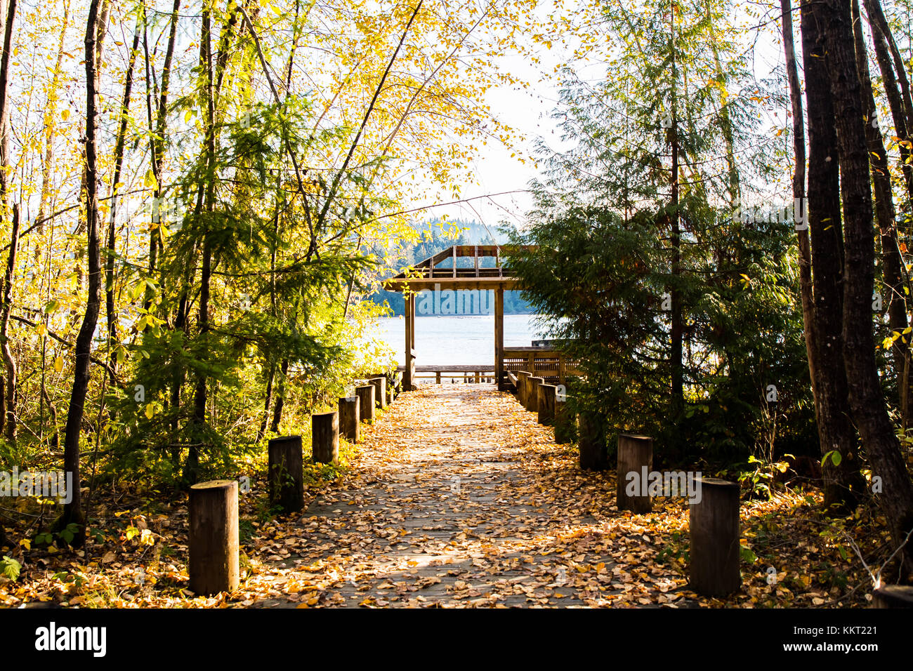 In autunno il percorso coperto con foglie d'oro Foto Stock
