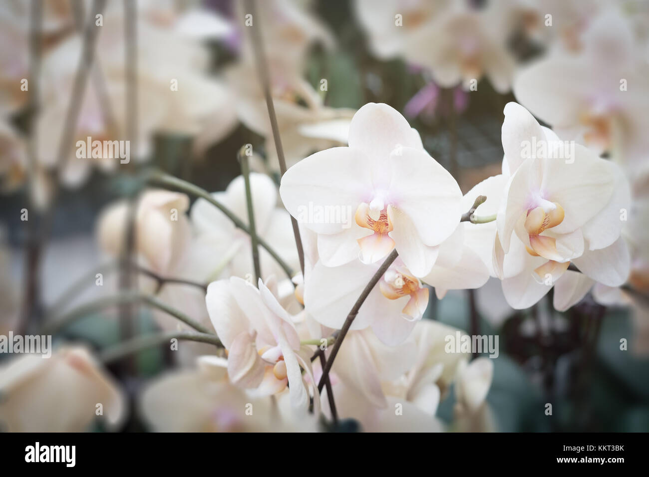 Bellissimi fiori di orchidea con sfondo naturale, selezionare la messa a fuoco e la sfocatura. Foto Stock