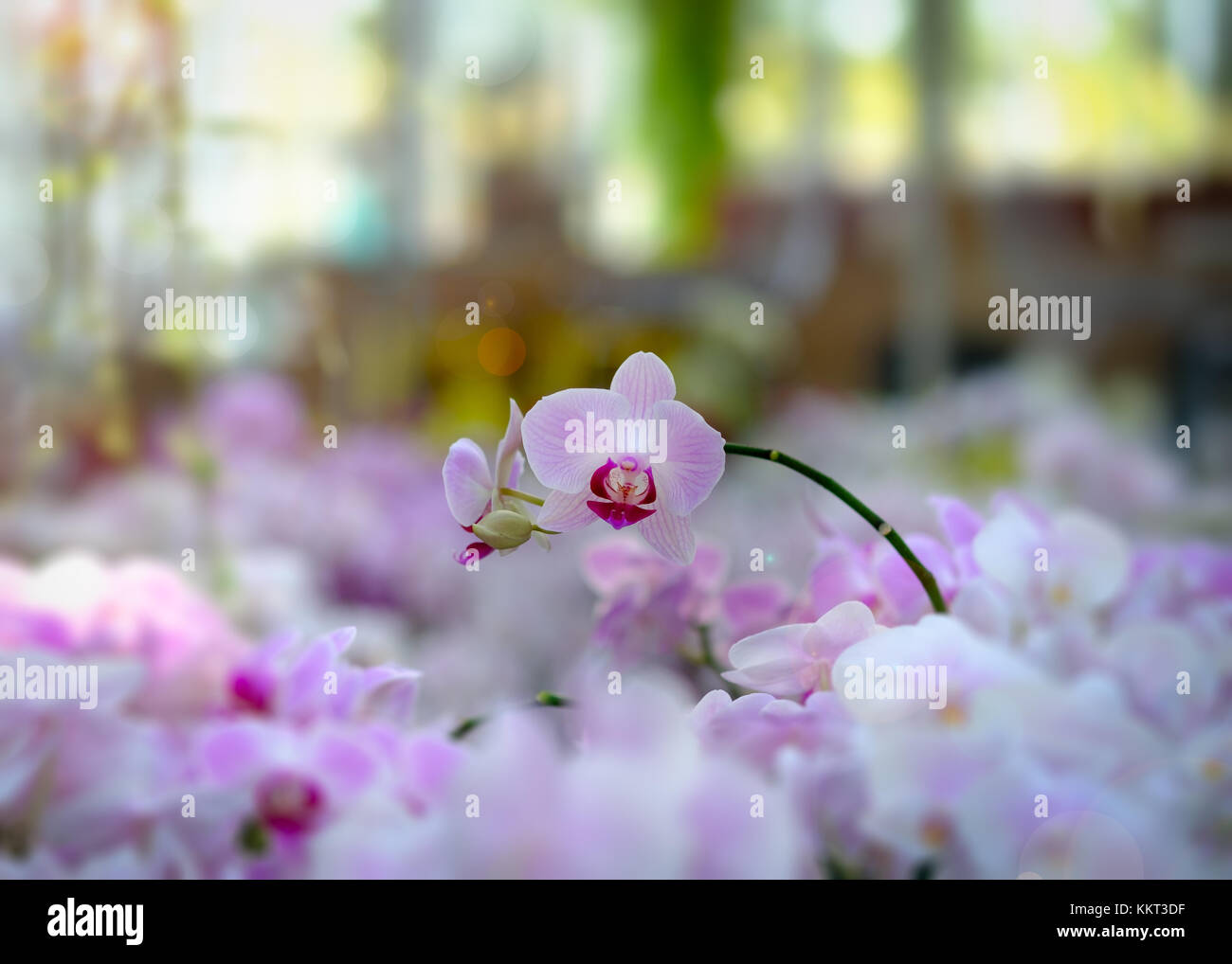Bellissimi fiori di orchidea nel sole di mattina con sfondo naturale, selezionare la messa a fuoco e la sfocatura, rendere lens flare. Foto Stock