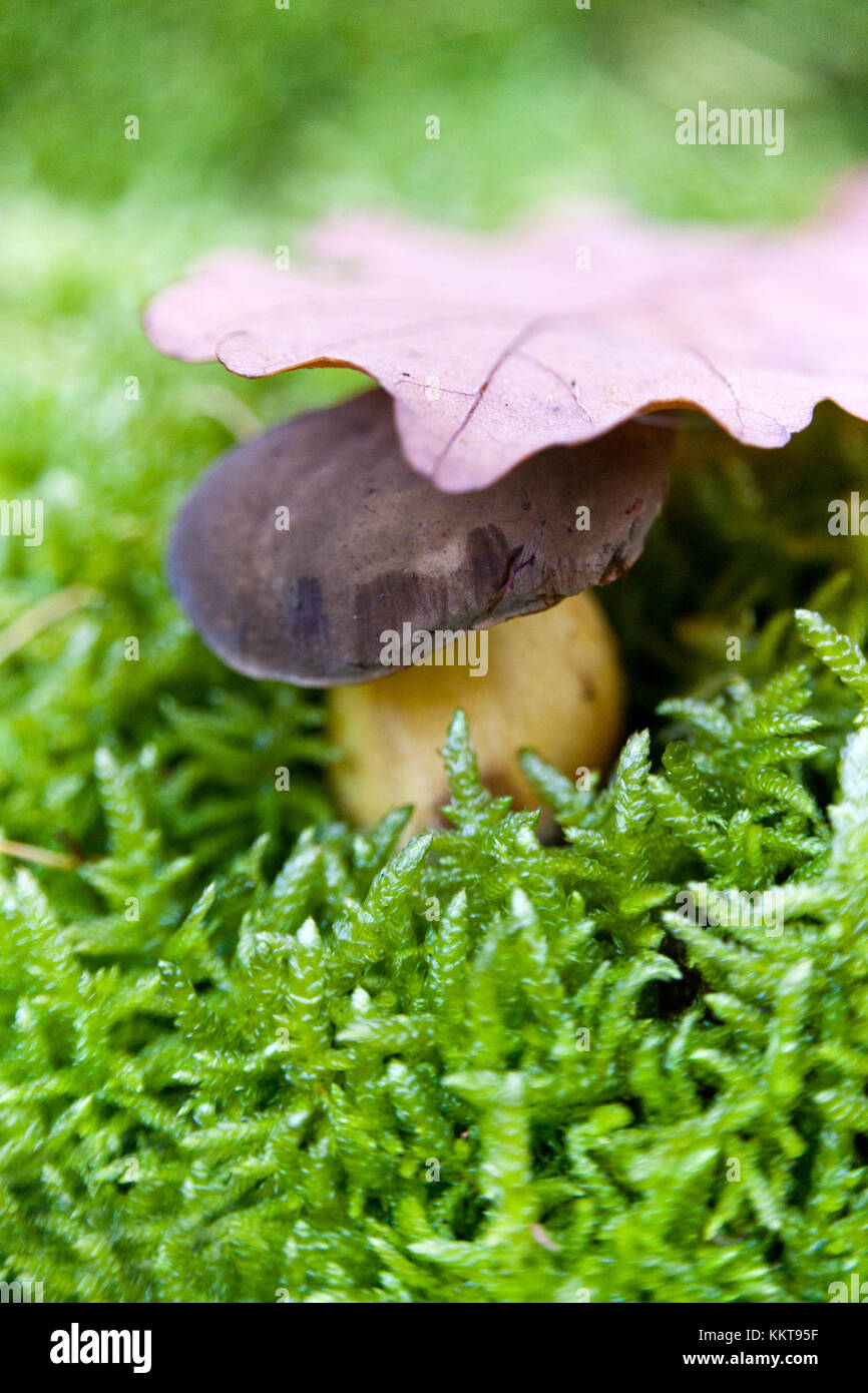Hribek v mechu - Funghi porcini in moss - Raccolta dei funghi Foto Stock