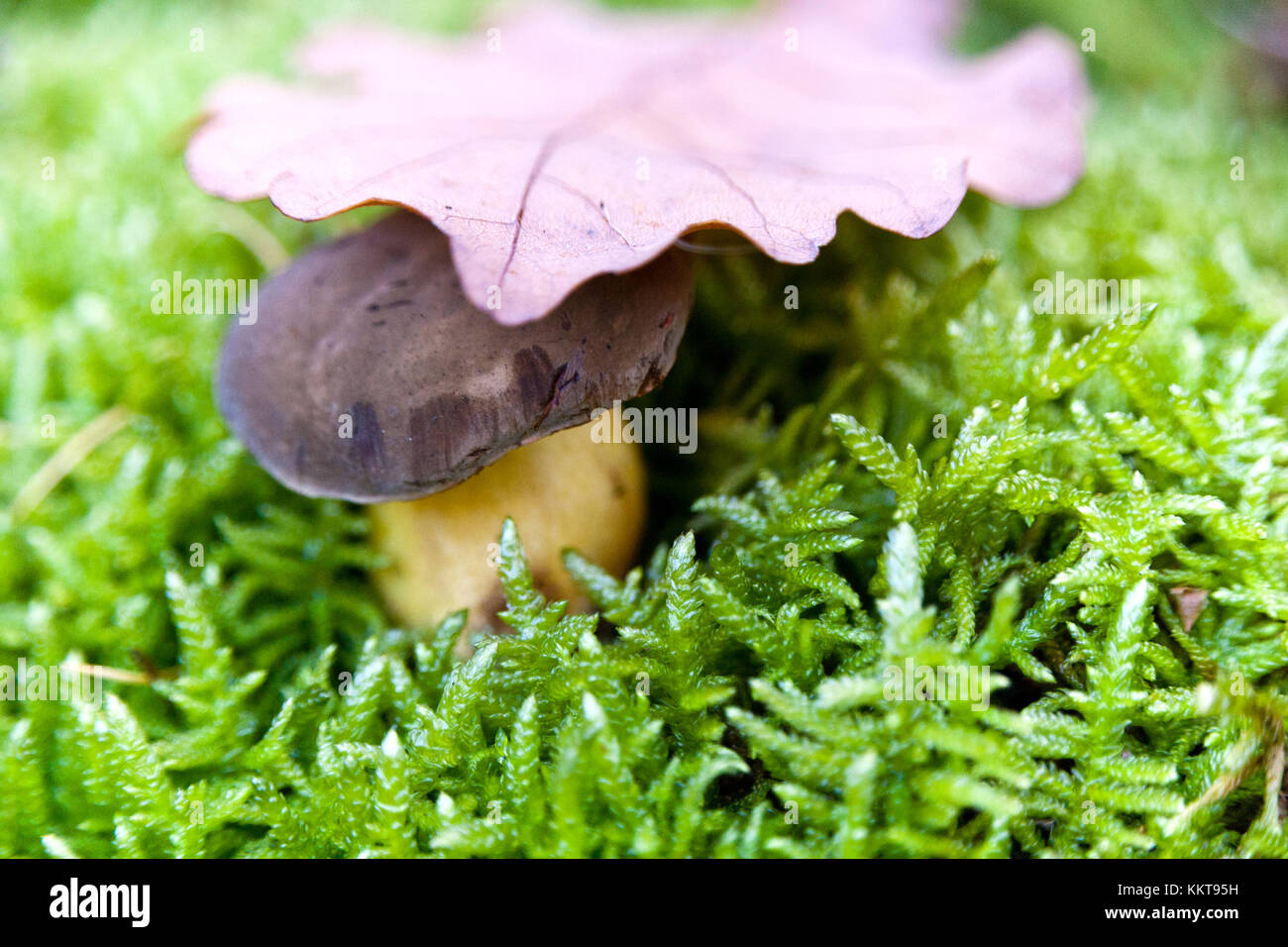 Hribek v mechu - Funghi porcini in moss - Raccolta dei funghi Foto Stock