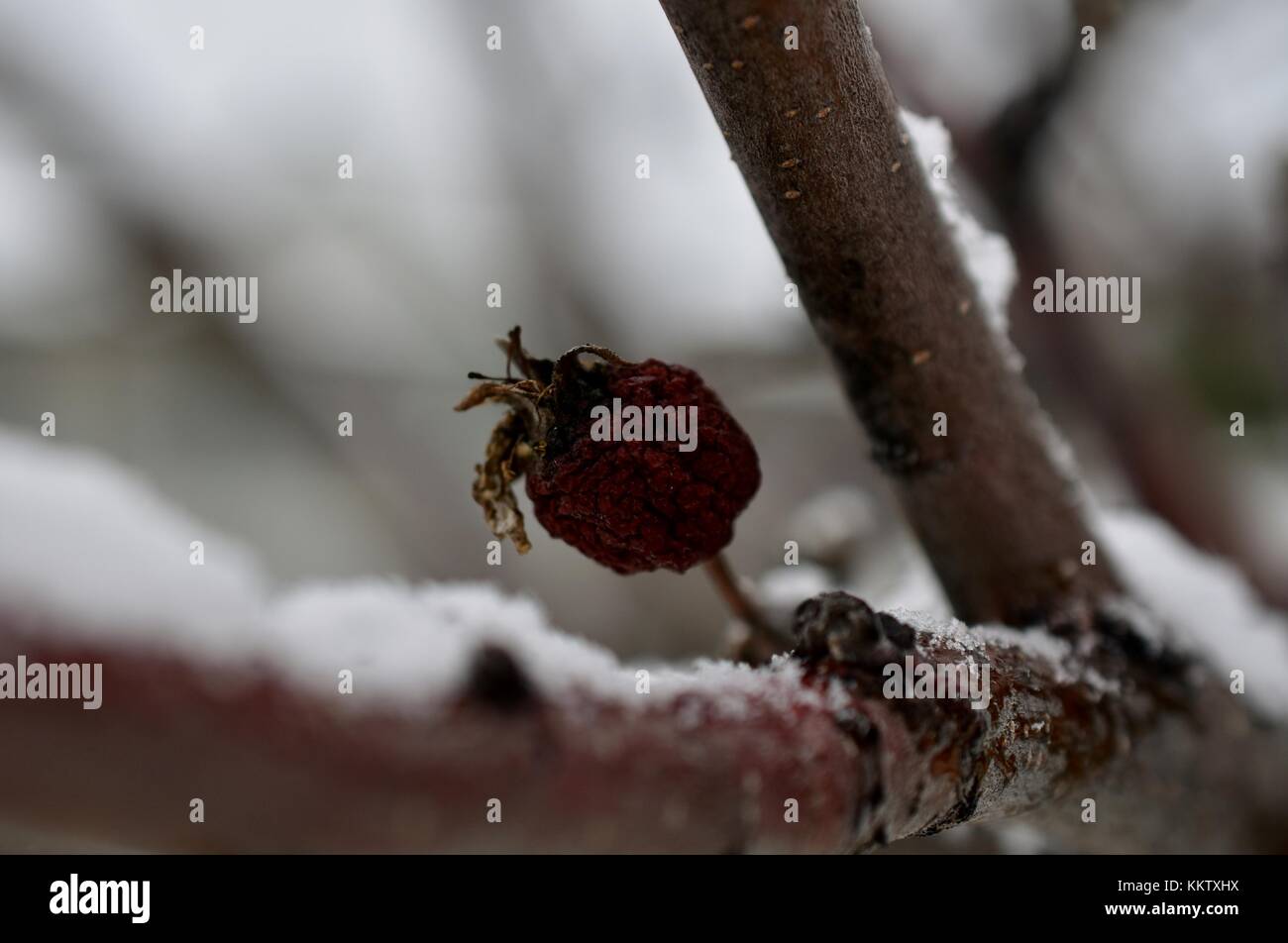 Solitario, piccola mela bud tutti raggrinzito fino a fine autunno. prese il 21 novembre 2017 a 1:00 p.m. Foto Stock