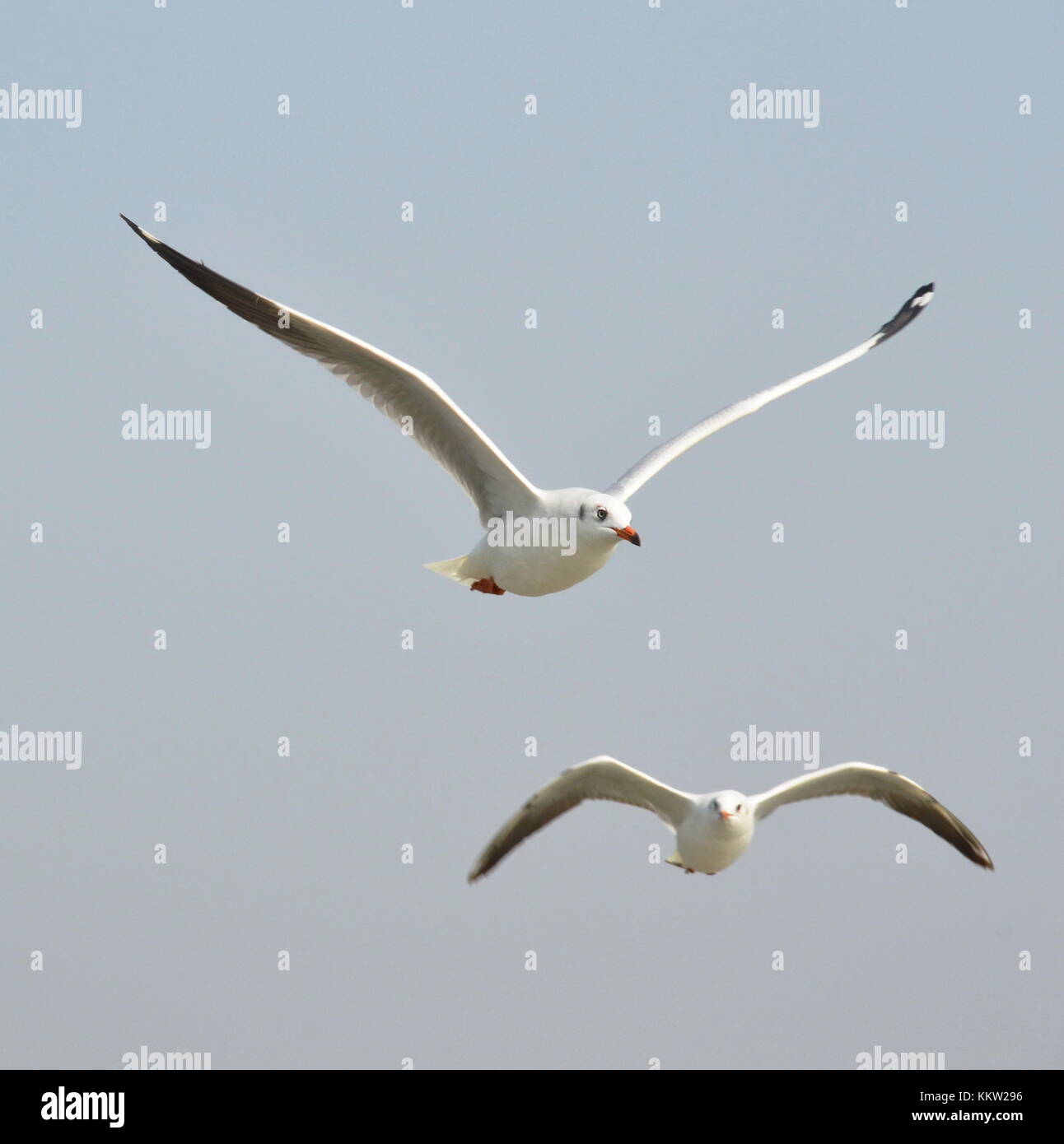 Seagull battenti su sky nella giornata di sole Foto Stock