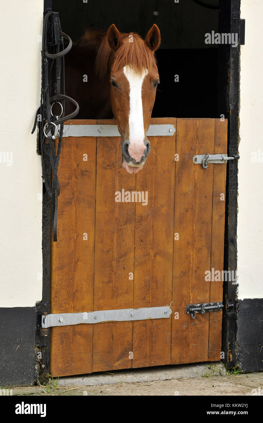 Un marrone o bay a cavallo con orecchie punga guardando sopra una porta  stabile dall'interno che mostra la testa e spalle. stalle e stalle per i  cavalli Foto stock - Alamy