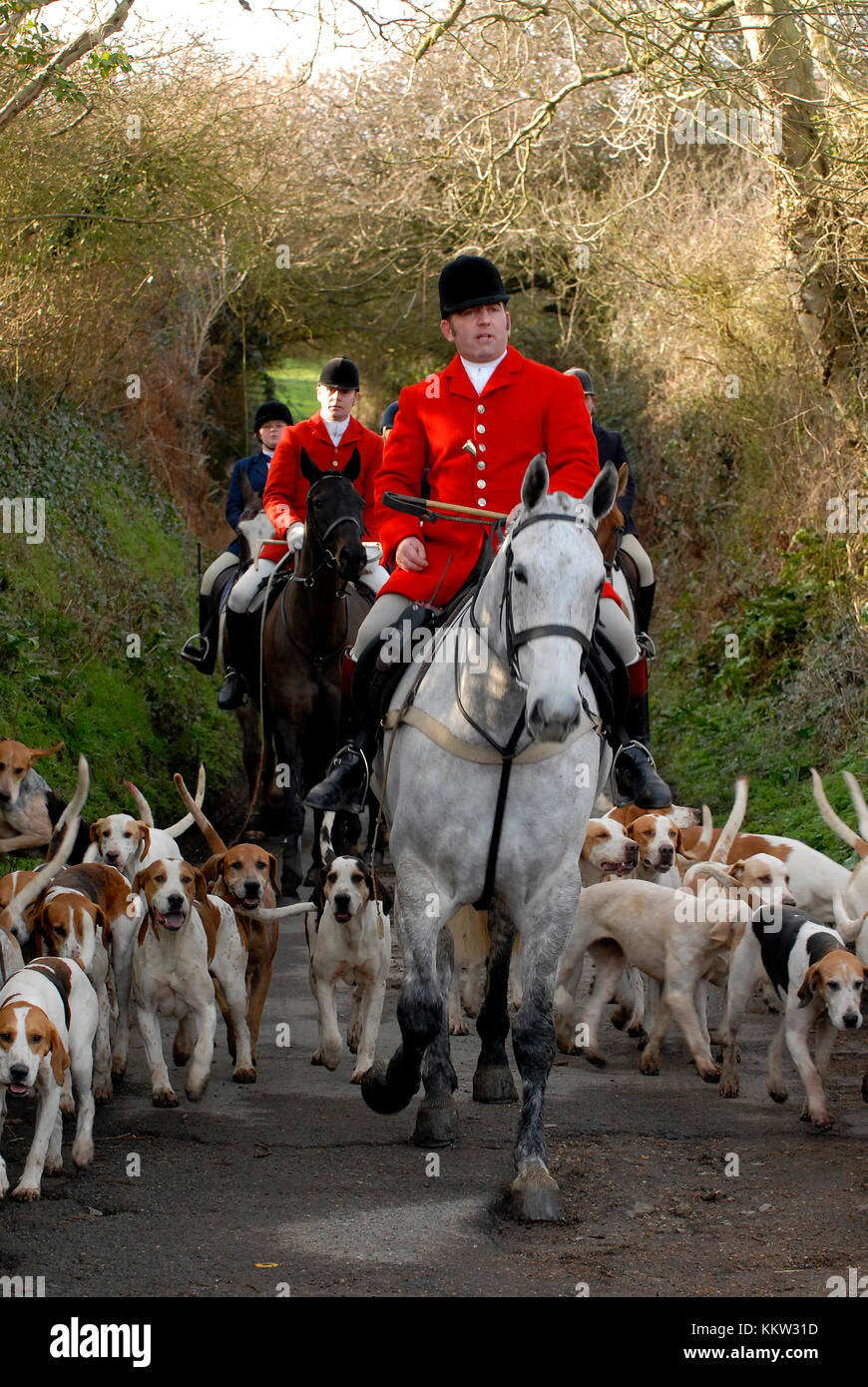 Un huntsman vestito con una giacca rossa che portano un pack di cani di un villaggio locale dai la caccia a un verde paese boscoso lane. boxing day e soddisfare tradizionali Foto Stock