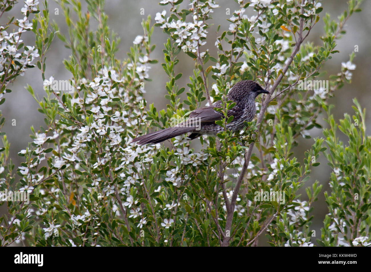 Poco wattlebird appollaiato in fioritura arbusto in Victoria Australia Foto Stock