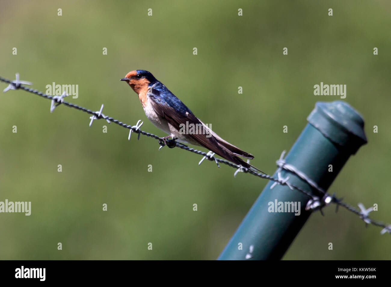 Benvenuti swallow appollaiato sul filo di spintore in Victoria Australia Foto Stock