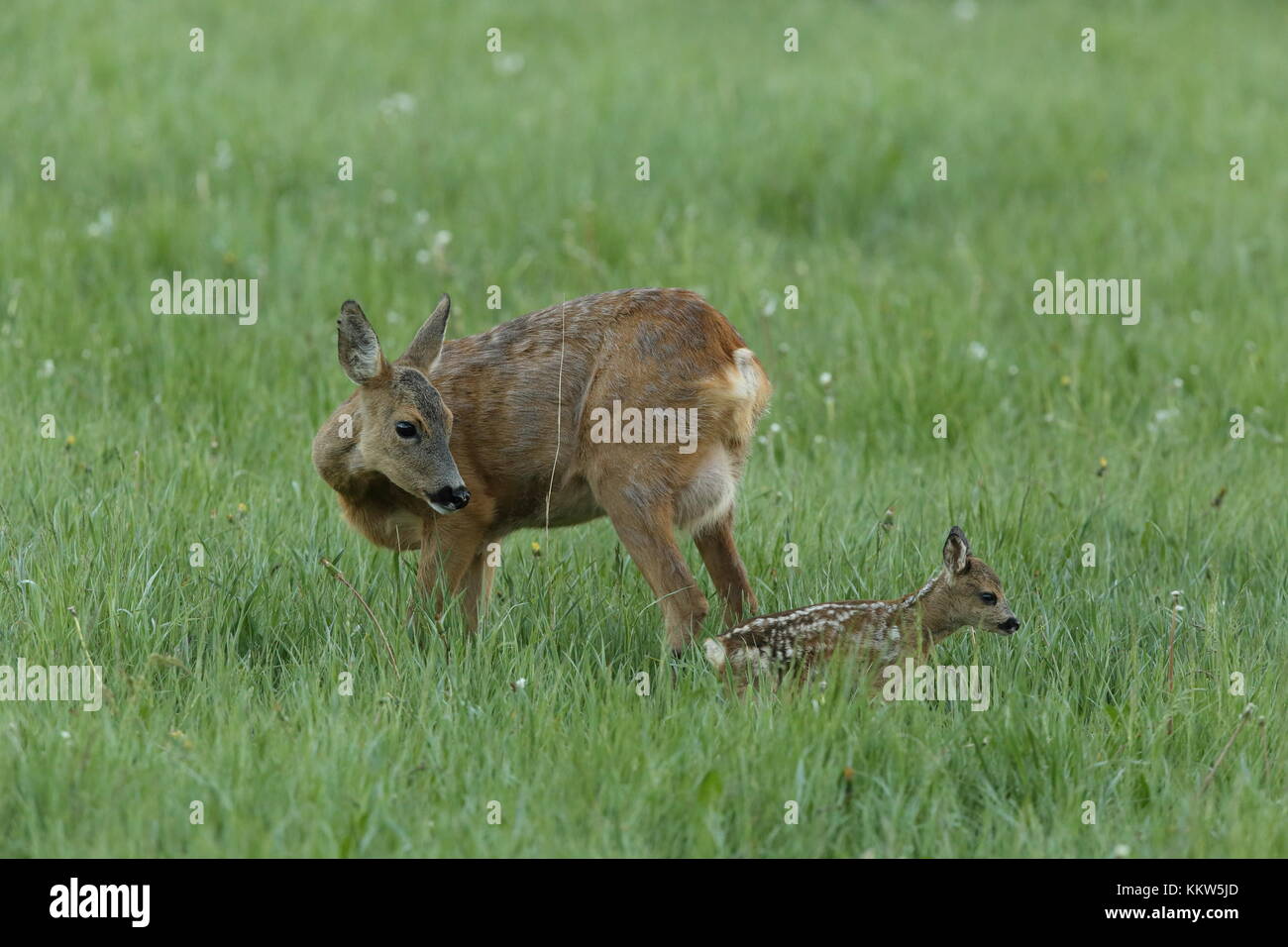 Neonato Roe fawn con madre in piedi in erba verde Foto Stock